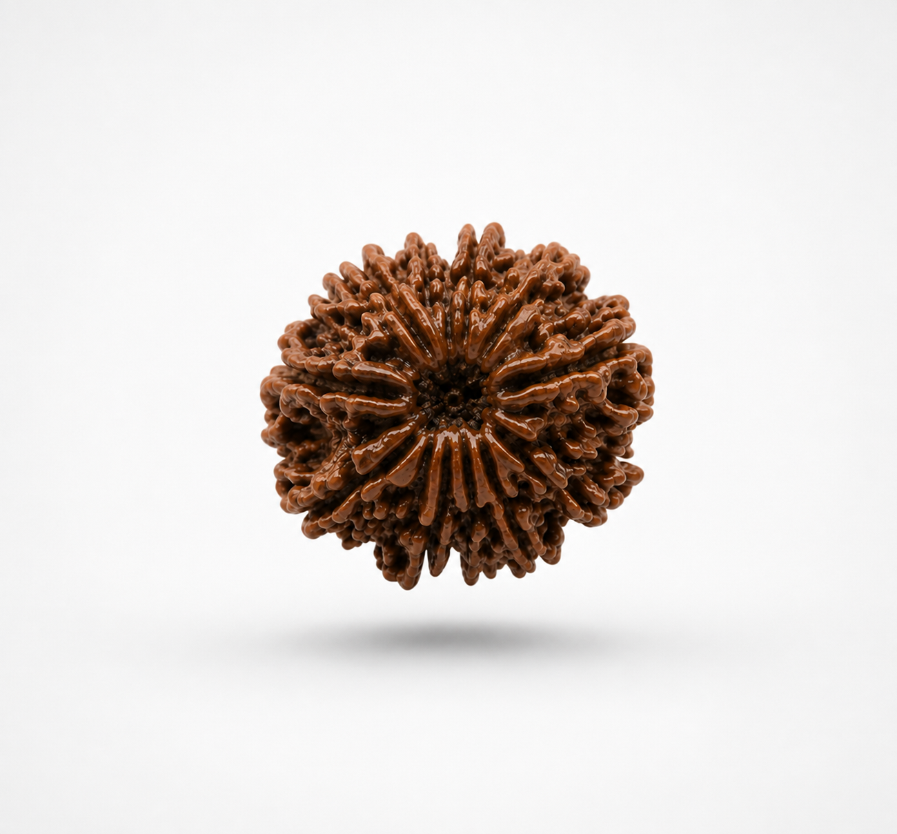 12 Mukhi Rudraksha (Nepal Origin)